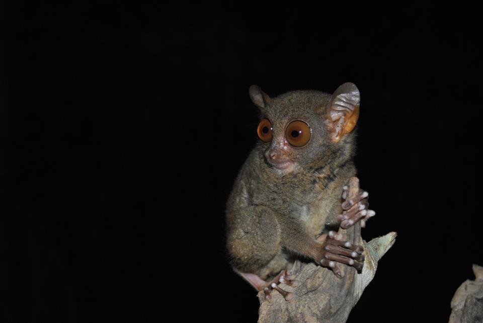 Evening tarsier photo. Here the tarsier is looking at a grasshopper which the photographer used to lure the tarsier in the perfect spot for a photo