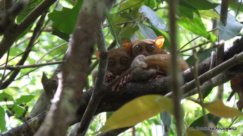 A tarsier family spotted in the tarsier viewing area (mom, juveline and baby)