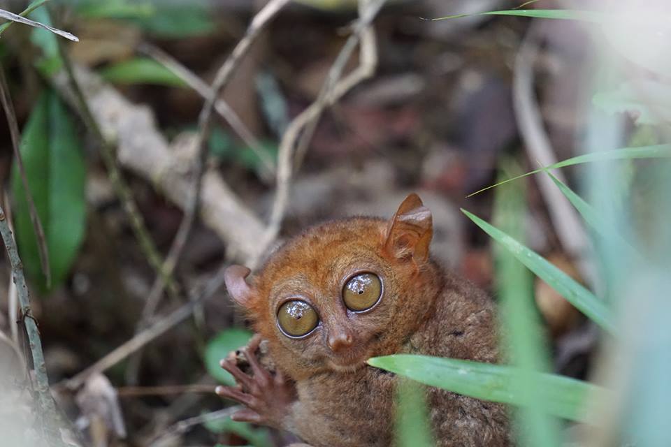 Tarsier spotted on lower grounds on a wet season