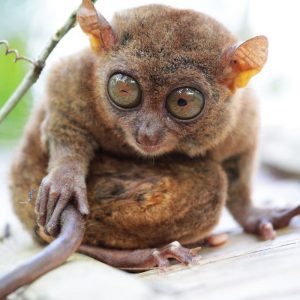 Philippines seeks to protect tourist-friendly tarsiers from extinction