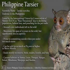Tarsier, ‘icon of PH tourism’, sought out as pets—foundation