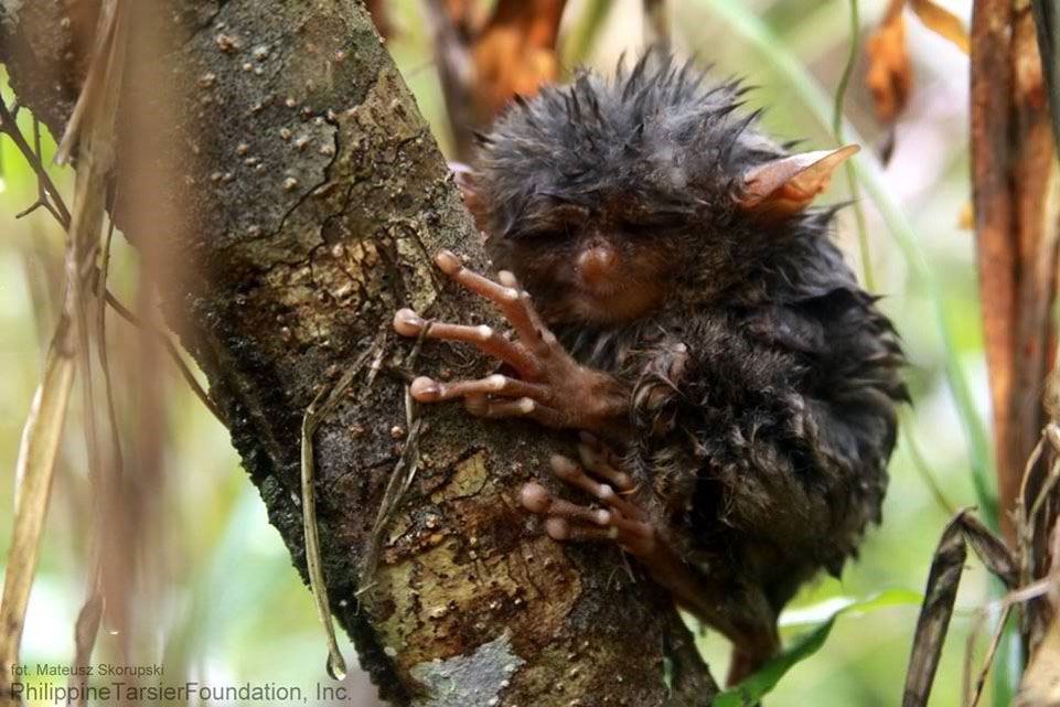 Juveline tarsier spotted by the tarsier spotters in the early morning, wet after a heavy rain the night before
