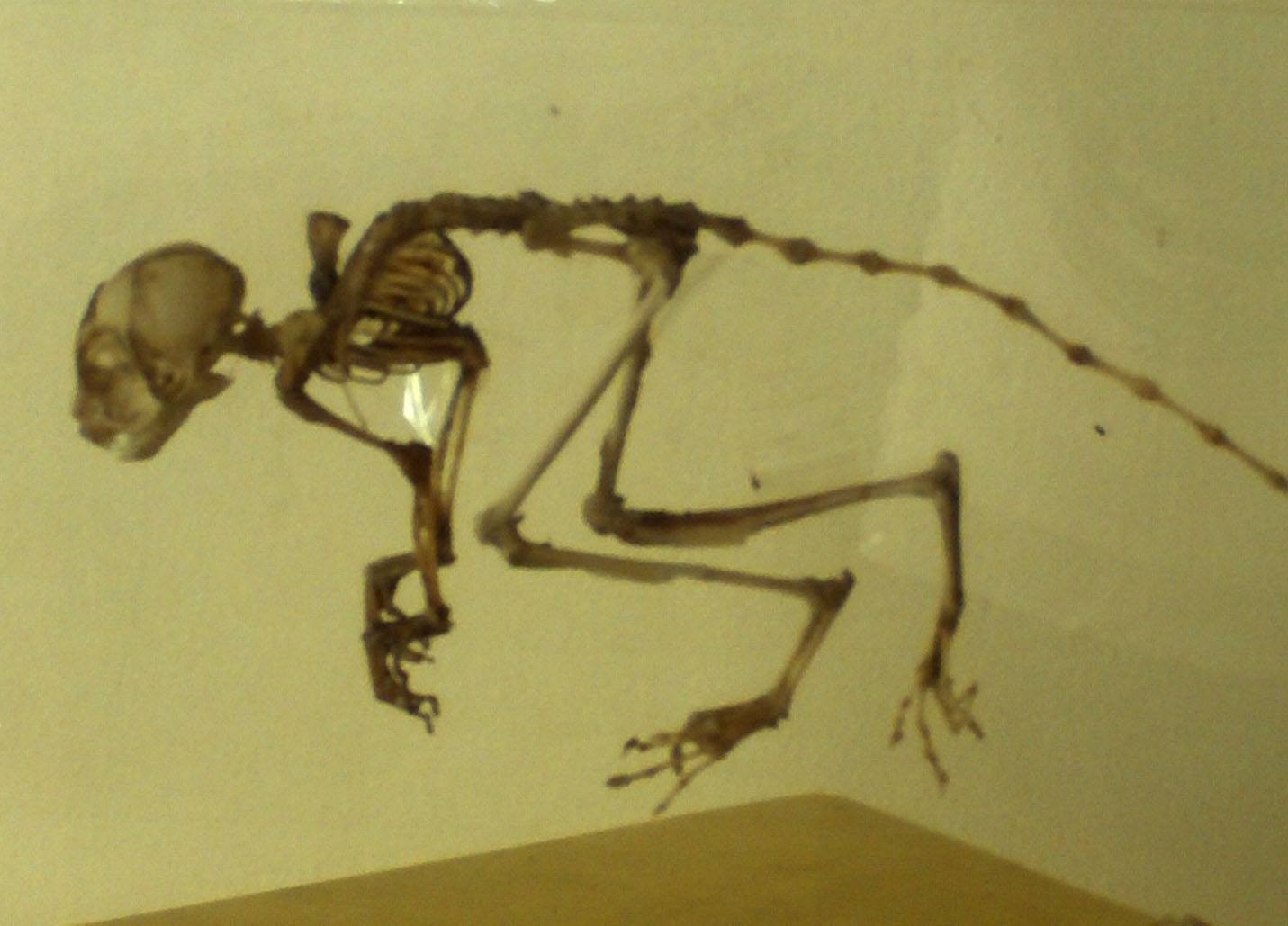 Tarsier bone structure in display glass, one of the tarsier information materials inside the PTFI Information Center